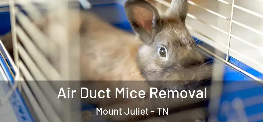 Air Duct Mice Removal Mount Juliet - TN